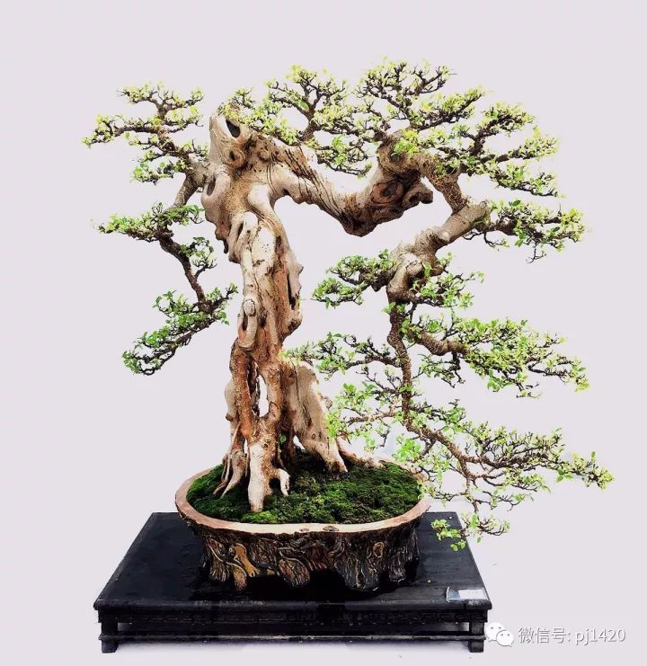 醜樹樁也能成美景！ 