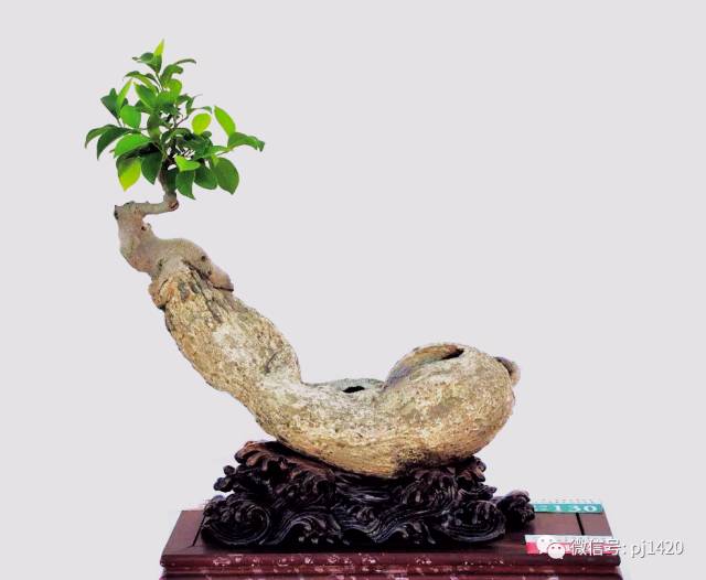 醜樹樁也能成美景！ 