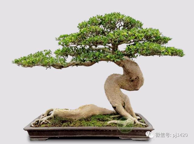 醜樹樁也能成美景！ 