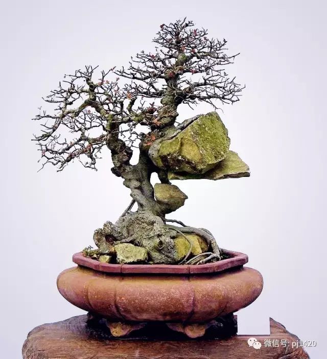 醜樹樁也能成美景！ 