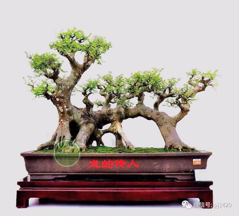 醜樹樁也能成美景！ 