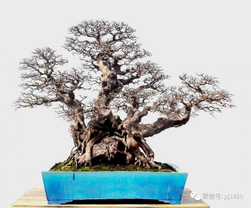醜樹樁也能成美景！ 