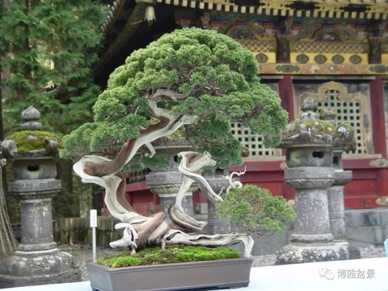 「柏」趣橫生 ~~~
