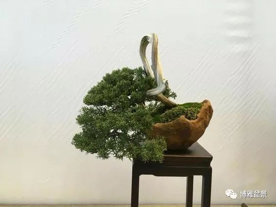 「柏」趣橫生 ~~~