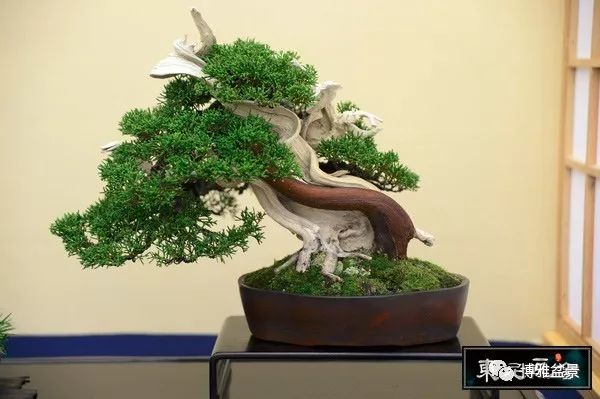 「柏」趣橫生 ~~~