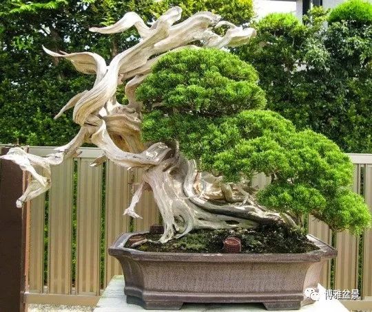 「柏」趣橫生 ~~~