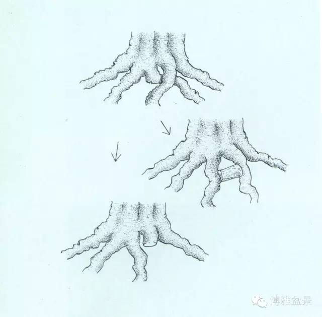 盆景 如何快速製作出漂亮的八方根盤？ 