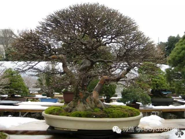 盆景 如何快速製作出漂亮的八方根盤？ 