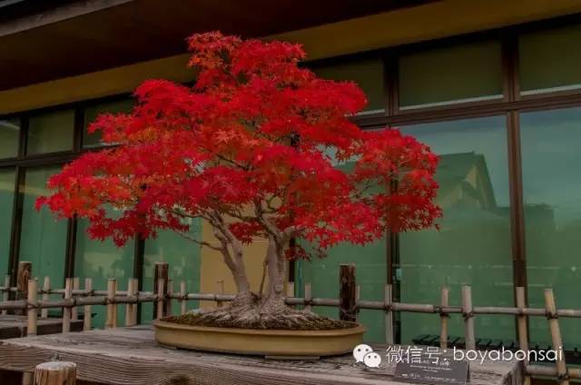盆景 如何快速製作出漂亮的八方根盤？ 