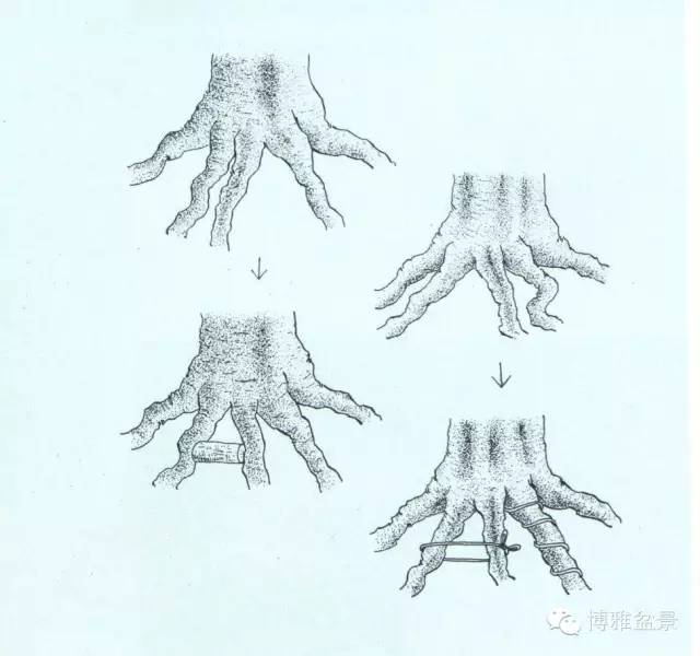 盆景 如何快速製作出漂亮的八方根盤？ 