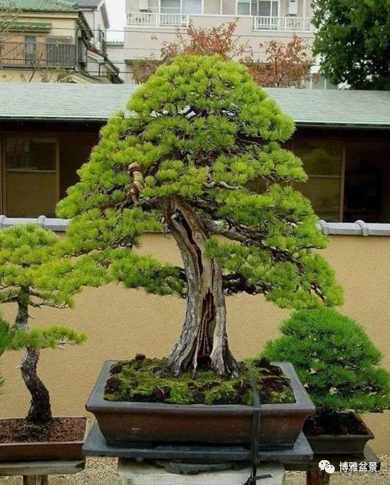 盆景的「撕裂」之美！ 