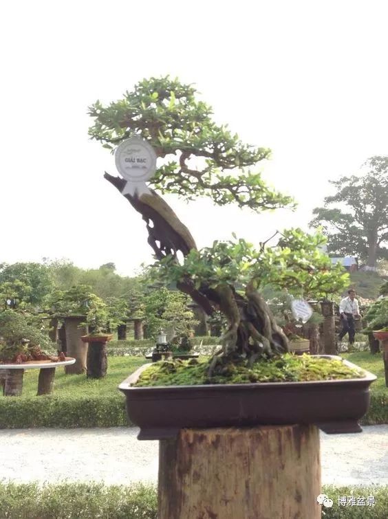 盆景的「撕裂」之美！ 