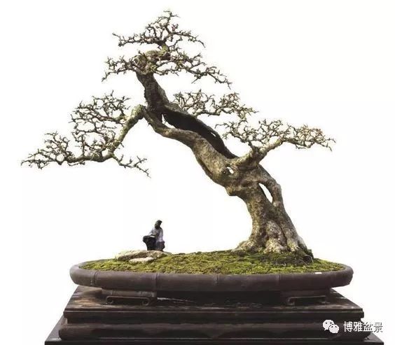 盆景的「撕裂」之美！ 