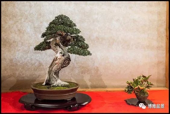 盆景的「撕裂」之美！ 