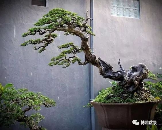 盆景的「撕裂」之美！ 