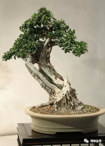 盆景的「撕裂」之美！ 