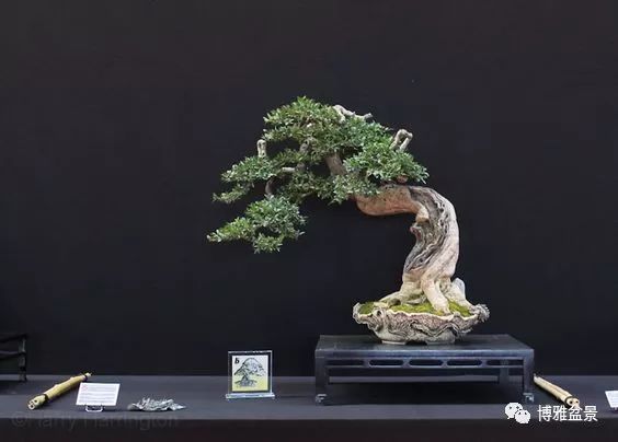 盆景的「撕裂」之美！ 