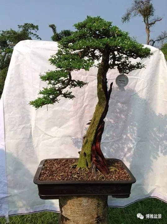 盆景的「撕裂」之美！ 