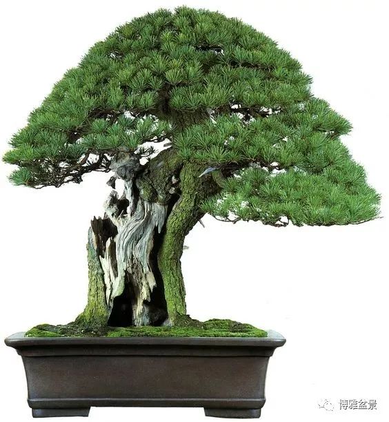 盆景的「撕裂」之美！ 