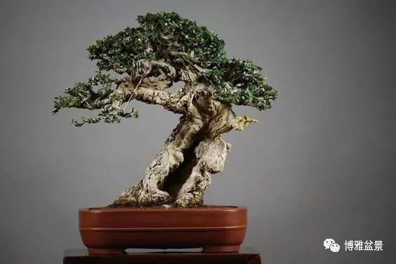盆景的「撕裂」之美！ 