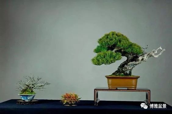 盆景的「撕裂」之美！ 