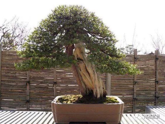 盆景的「撕裂」之美！ 