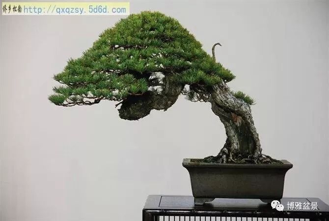 盆景的「撕裂」之美！ 