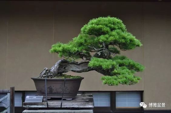 盆景的「撕裂」之美！ 