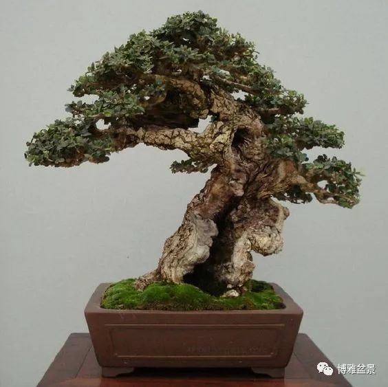 盆景的「撕裂」之美！ 