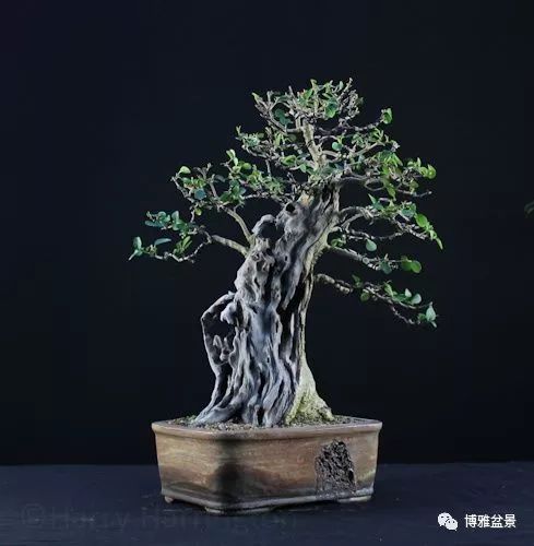 盆景的「撕裂」之美！ 