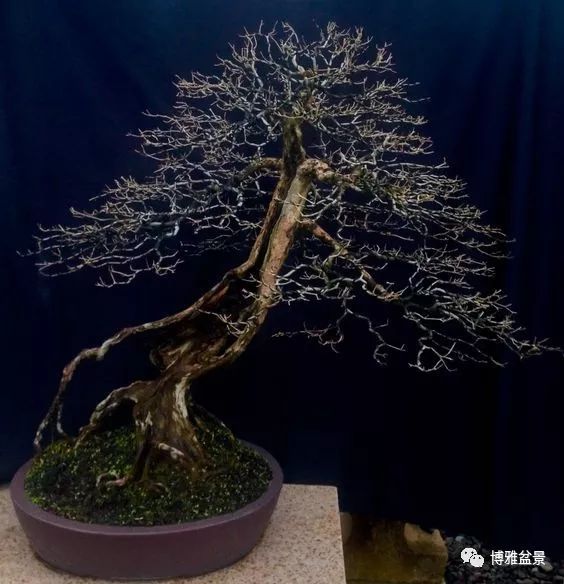 盆景的「撕裂」之美！ 