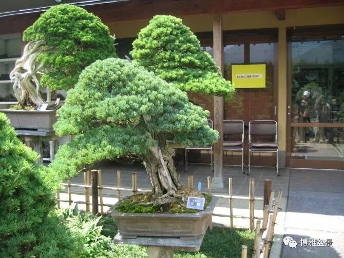 盆景的「撕裂」之美！ 