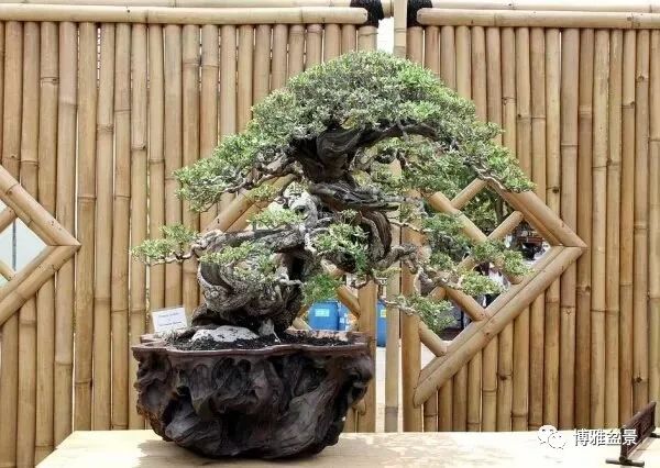 盆景的「撕裂」之美！ 