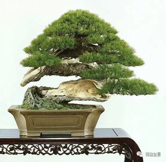盆景的「撕裂」之美！ 