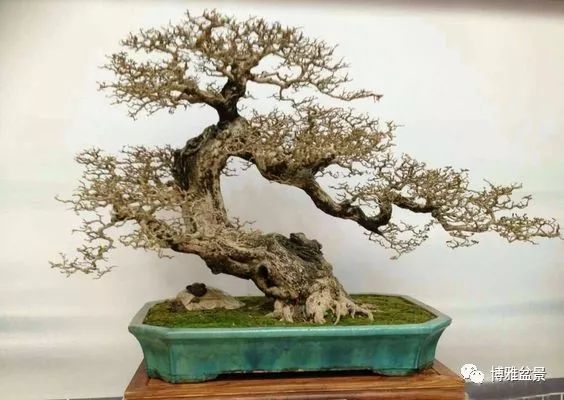 盆景的「撕裂」之美！ 