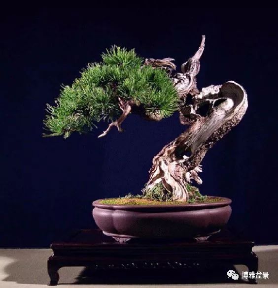 盆景的「撕裂」之美！ 