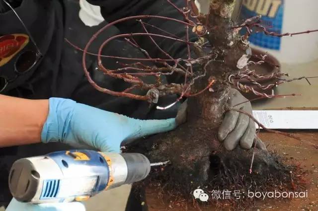 盆景實例操作之補根 靠接幼苗法 