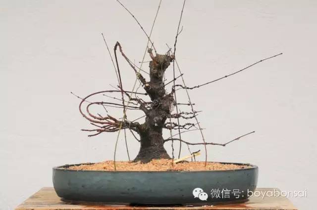 盆景實例操作之補根 靠接幼苗法 