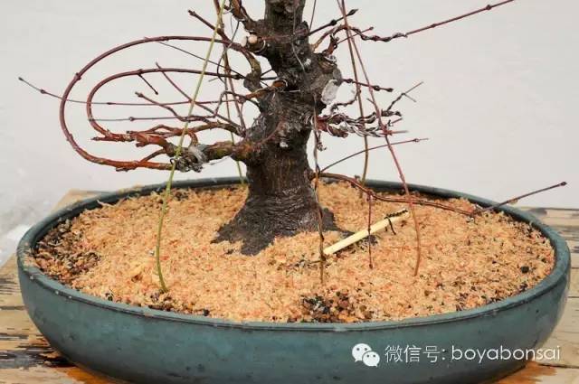 盆景實例操作之補根 靠接幼苗法 