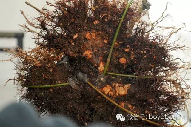 盆景實例操作之補根 靠接幼苗法 
