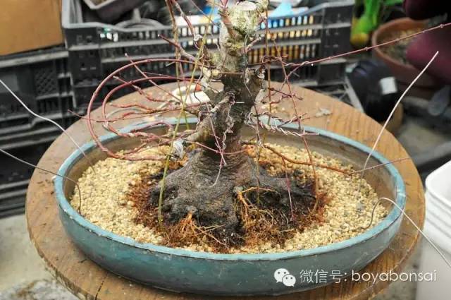 盆景實例操作之補根 靠接幼苗法 
