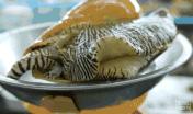 《神奇動物2》上映在即，這7種真實存在的神奇動物先了解一下