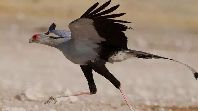 《神奇動物2》上映在即，這7種真實存在的神奇動物先了解一下