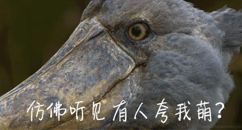 《神奇動物2》上映在即，這7種真實存在的神奇動物先了解一下