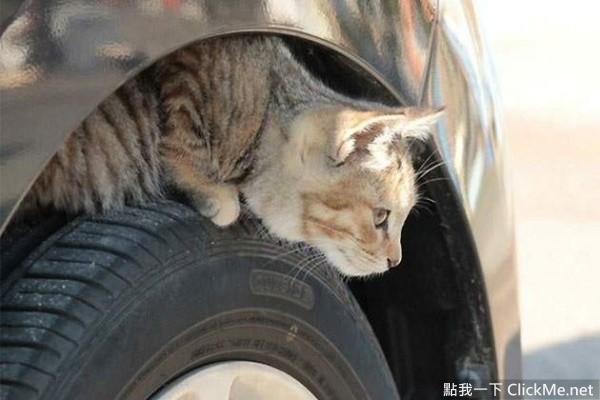 《開車前必做的４件事》簡單舉動能拯救無數條貓狗的性命！