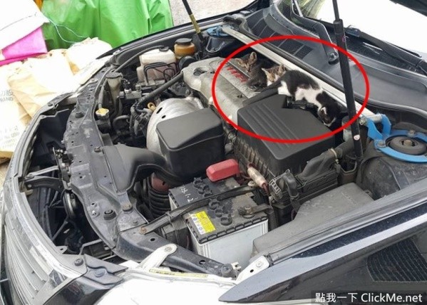 《開車前必做的４件事》簡單舉動能拯救無數條貓狗的性命！