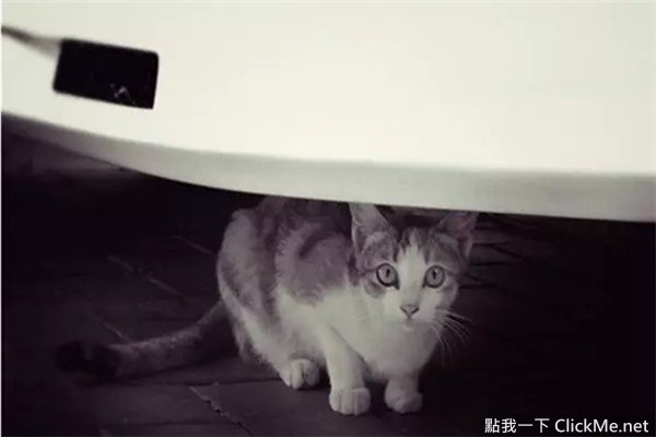 《開車前必做的４件事》簡單舉動能拯救無數條貓狗的性命！