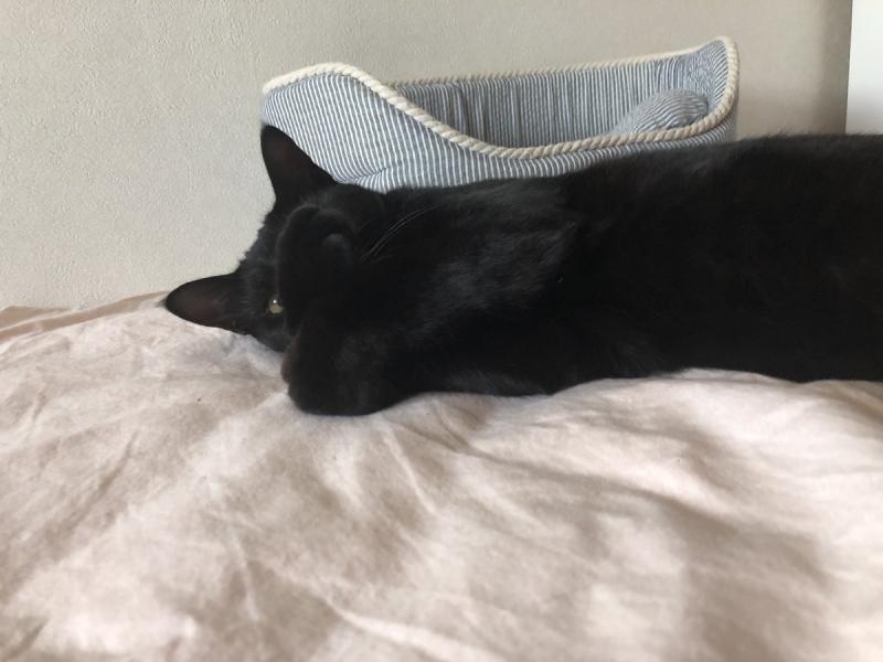 貓生無奈《掩面熟睡的喵星人》，小眠一下被網友們玩成了特務！