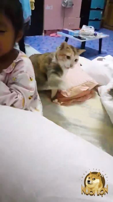 幹什麼～小奴才被罵「喵皇急伸手」！大聲怒吼：竟敢動朕的人