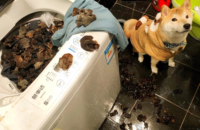 孝順柴柴「用洗衣機幫忙煮飯」 媽媽回來看見滿出來的木耳：我要把你放進去！